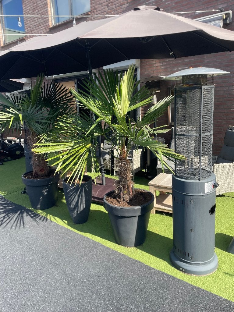 Trachycarpus Fortunei - Chinese waaierpalm (winterhard), Volle zon, Vaste plant, Bloeit niet, Ophalen