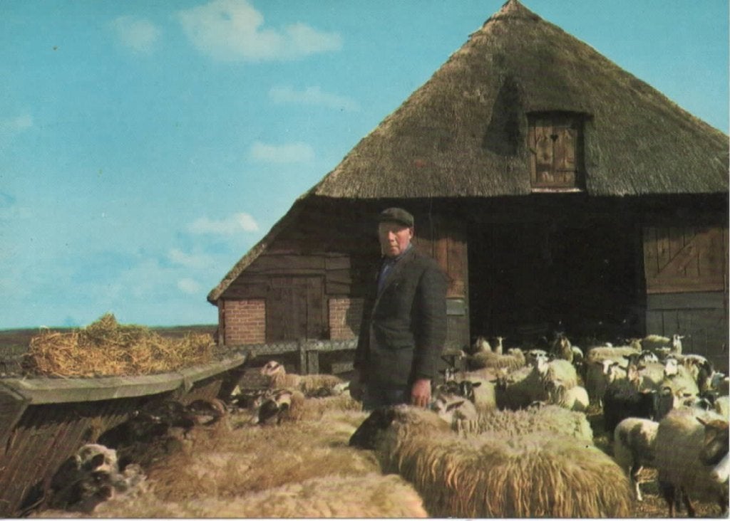 Ansichtkaart Drenthe, Drents Heideschaap, schaapskudde, Ophalen of Verzenden, 1980 tot heden, Ongelopen, Drenthe