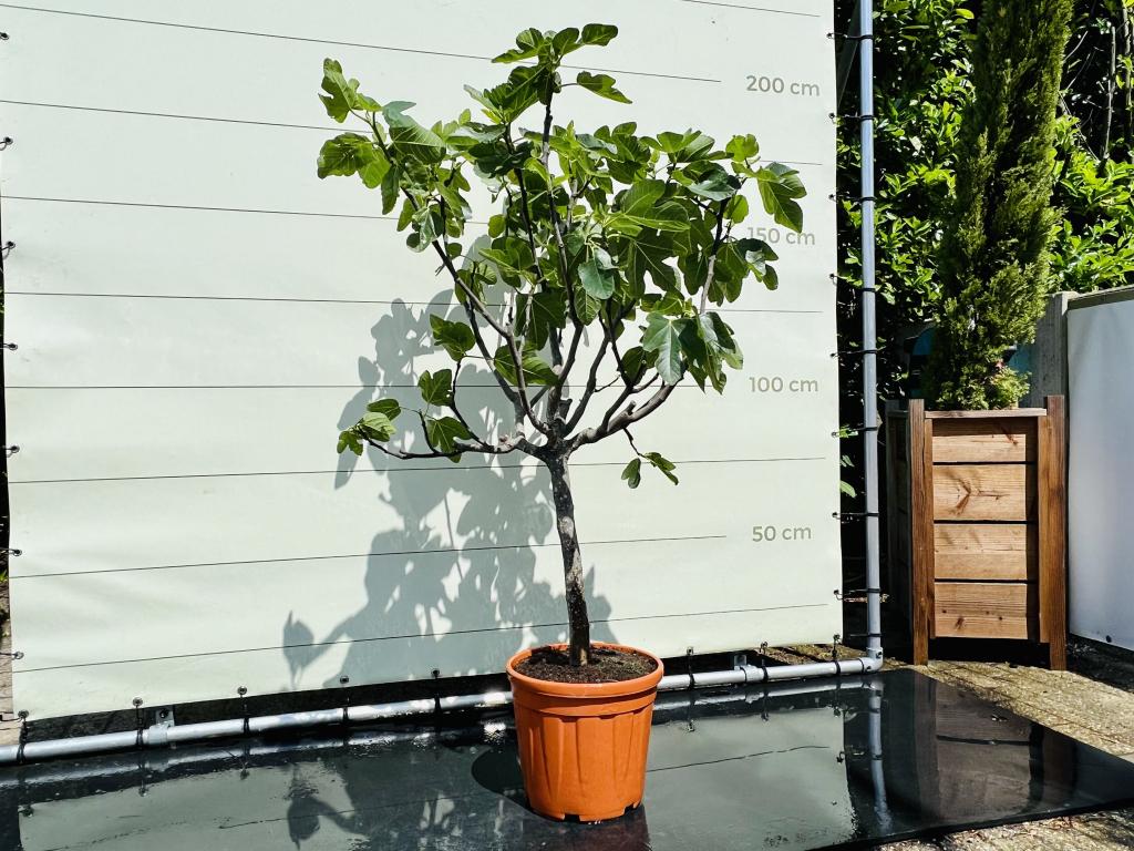 Vijgenboom - Ficus Carica - stamomvang 14-16 cm, In pot, Halfschaduw, 100 tot 250 cm, Zomer