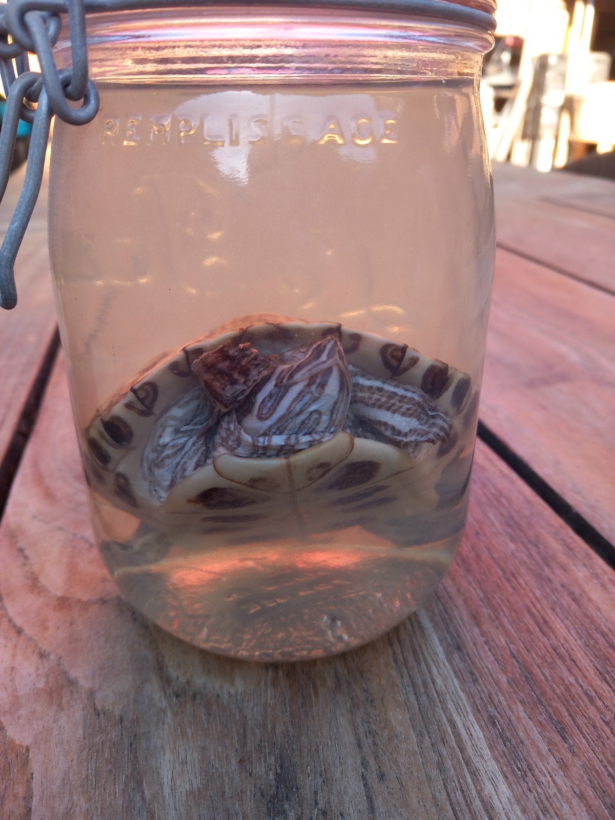 schildpad op sterkwater, Ophalen of Verzenden, Gebruikt, Reptiel of Amfibie, Overige typen