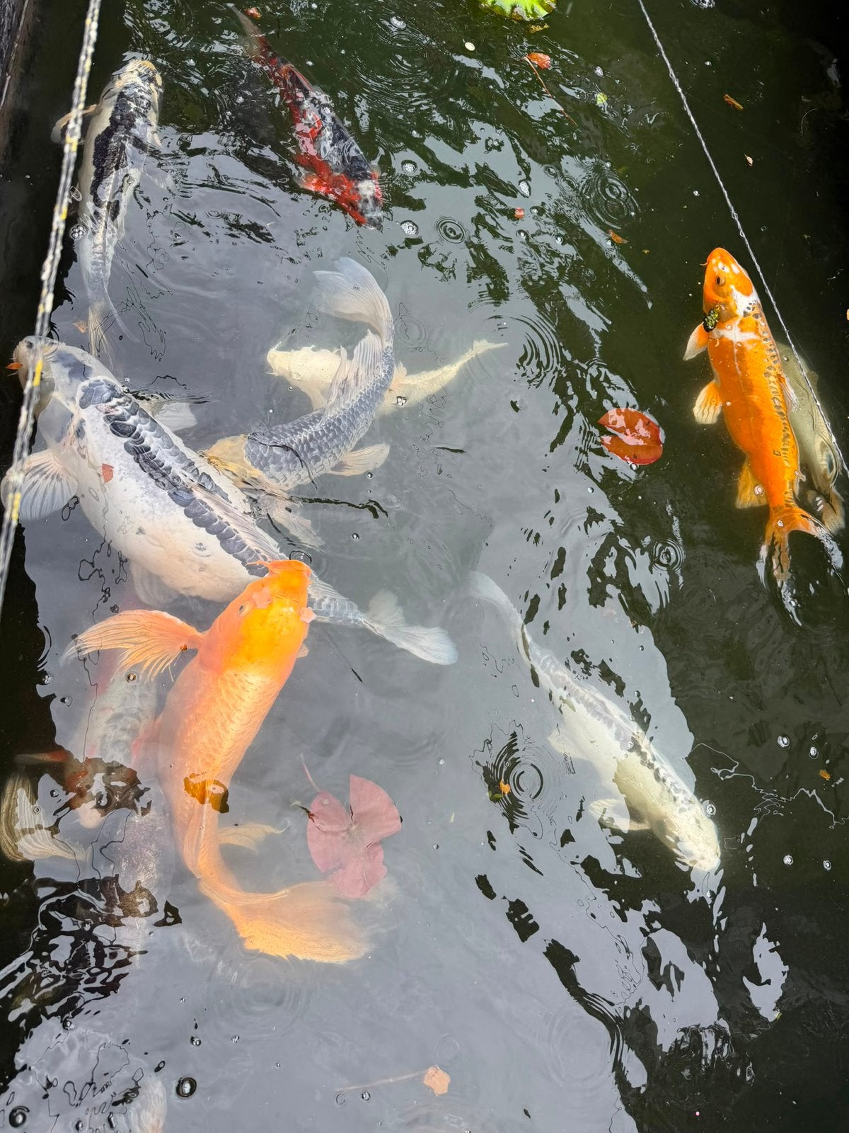 Koi Karpers te koop – diverse maten en kleuren, Dieren en Toebehoren, Karper of Koi