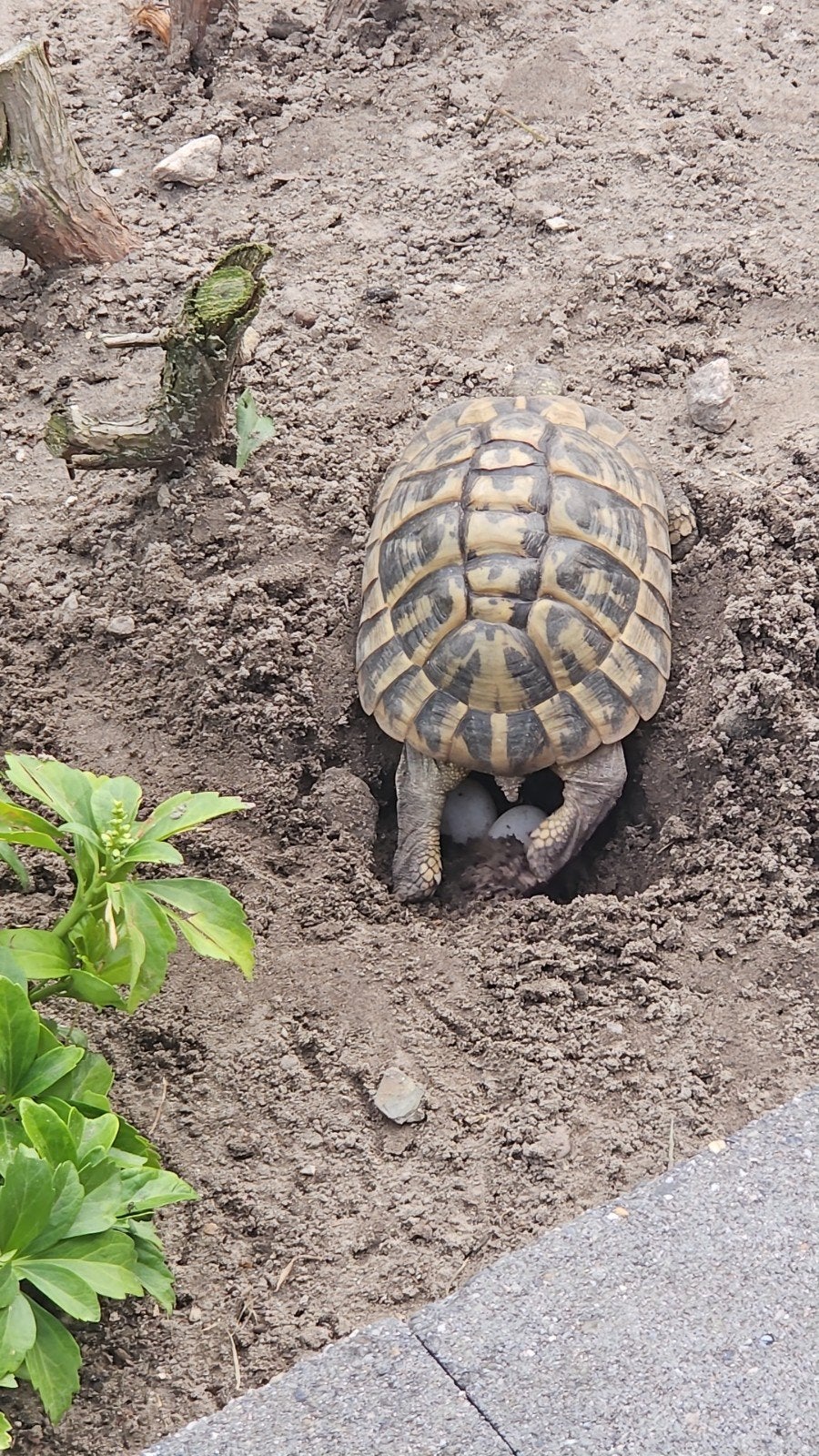 Prachtige jonge landschildpadjes Tortoise photo 7