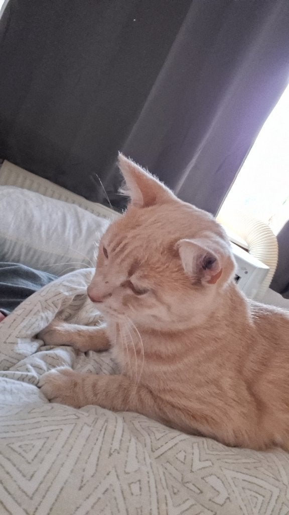 Vermiste kat tommy uit Krommenie kater 1 jaar beloning €100, Dieren en Toebehoren, Kat