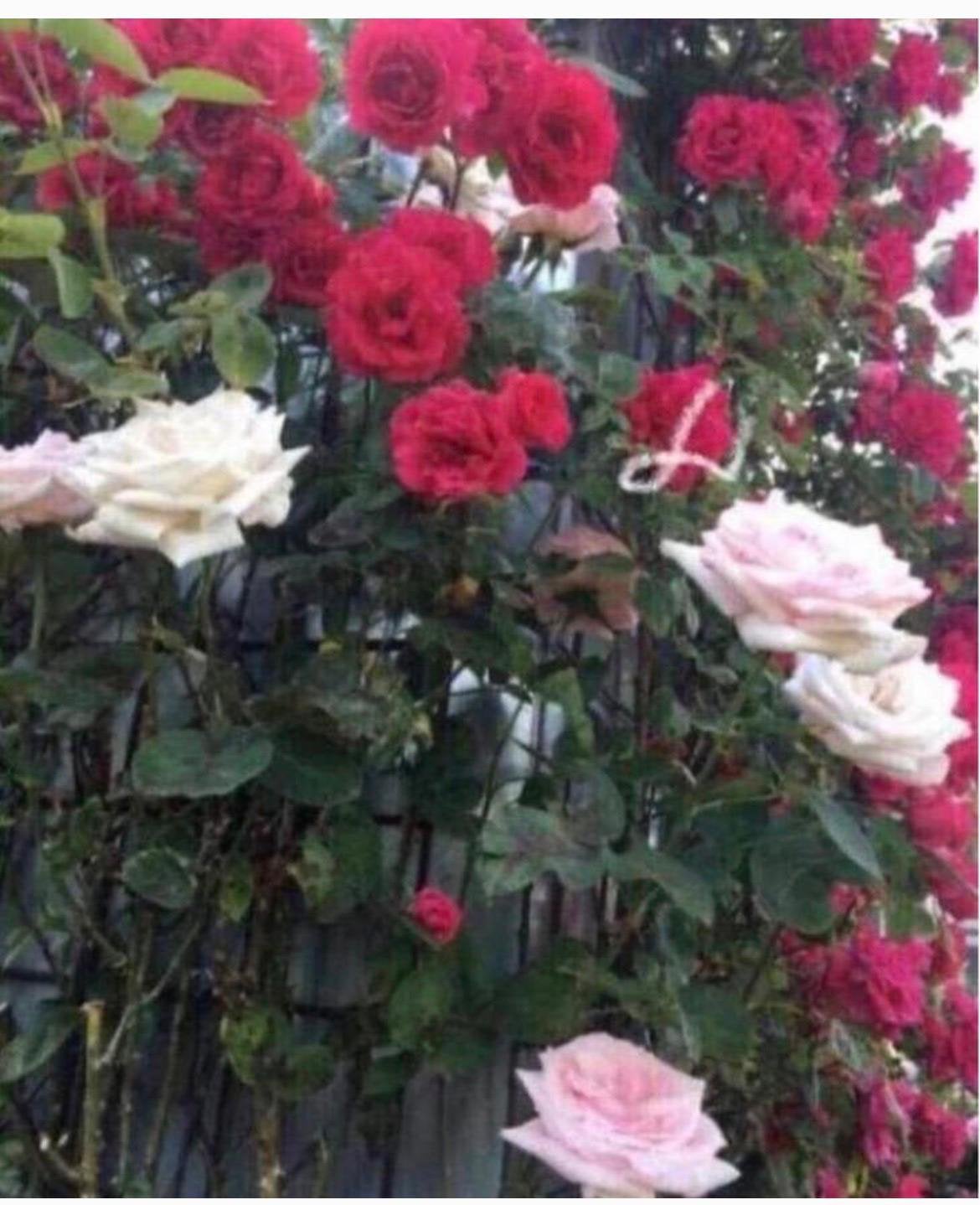BIO Luxe geurende rozen in de potten diverse stekjes van, Overige soorten, Volle zon, Vaste plant, Ophalen of Verzenden