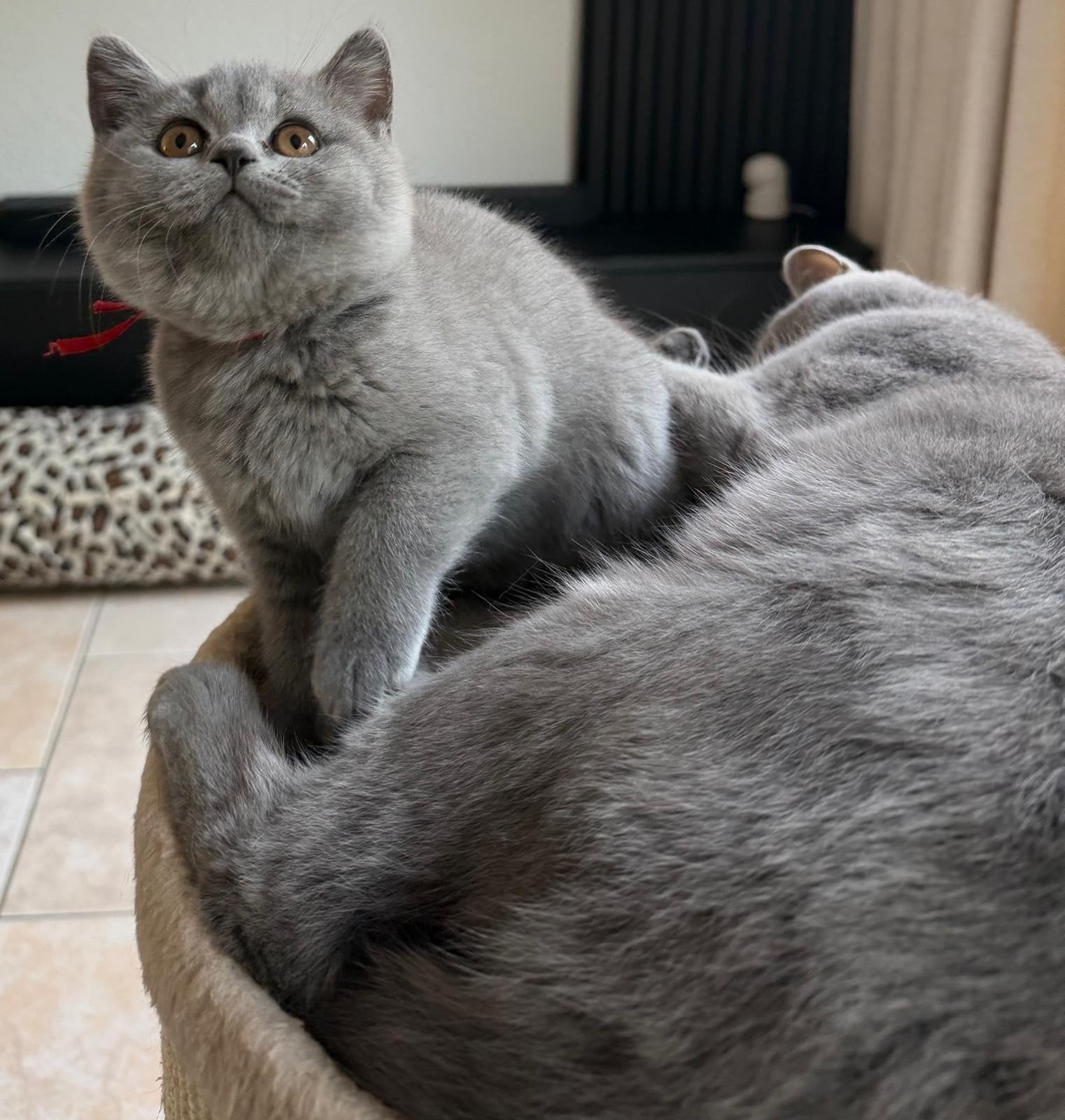 Britse korthaar / Blauwe kittens, Dieren en Toebehoren, Meerdere dieren, Ontwormd
