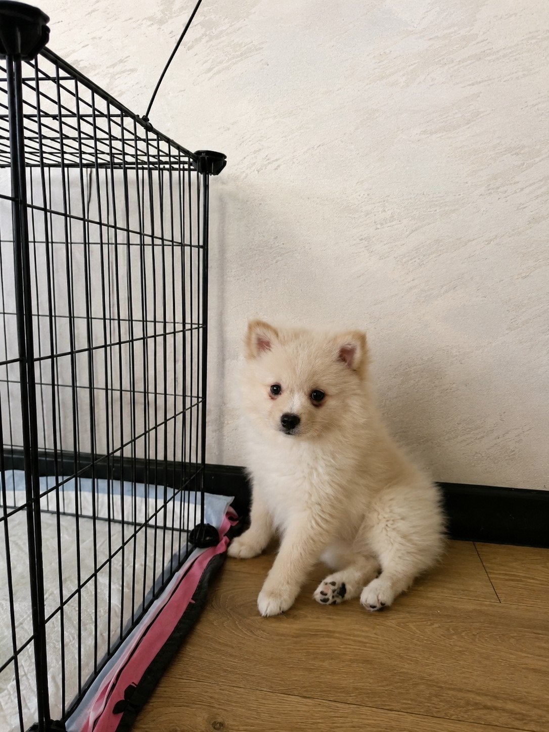 Prachtige Miniatuur Spitz (Pomeranian) puppy beschikbaar, Particulier, 15 weken tot 1 jaar, Overige rassen, Buitenland