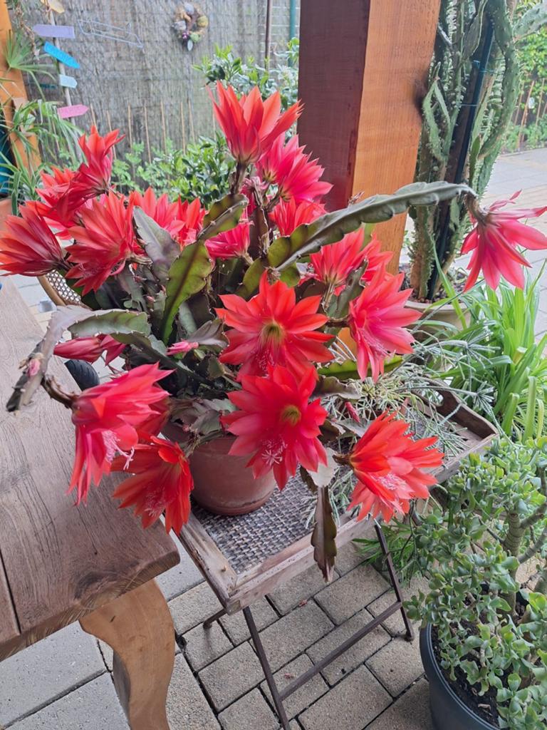 Prachtige Epiphyllum met levendige rode bloemen, Ophalen