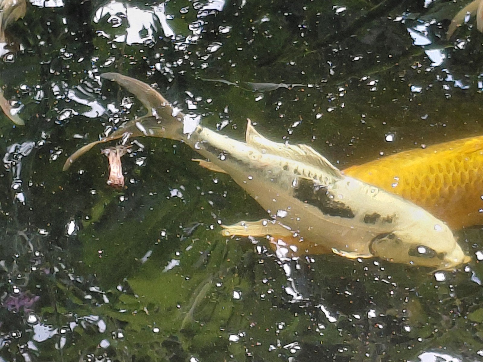 koi's  zsm weg, Dieren en Toebehoren, Vissen | Vijvervissen, Karper of Koi
