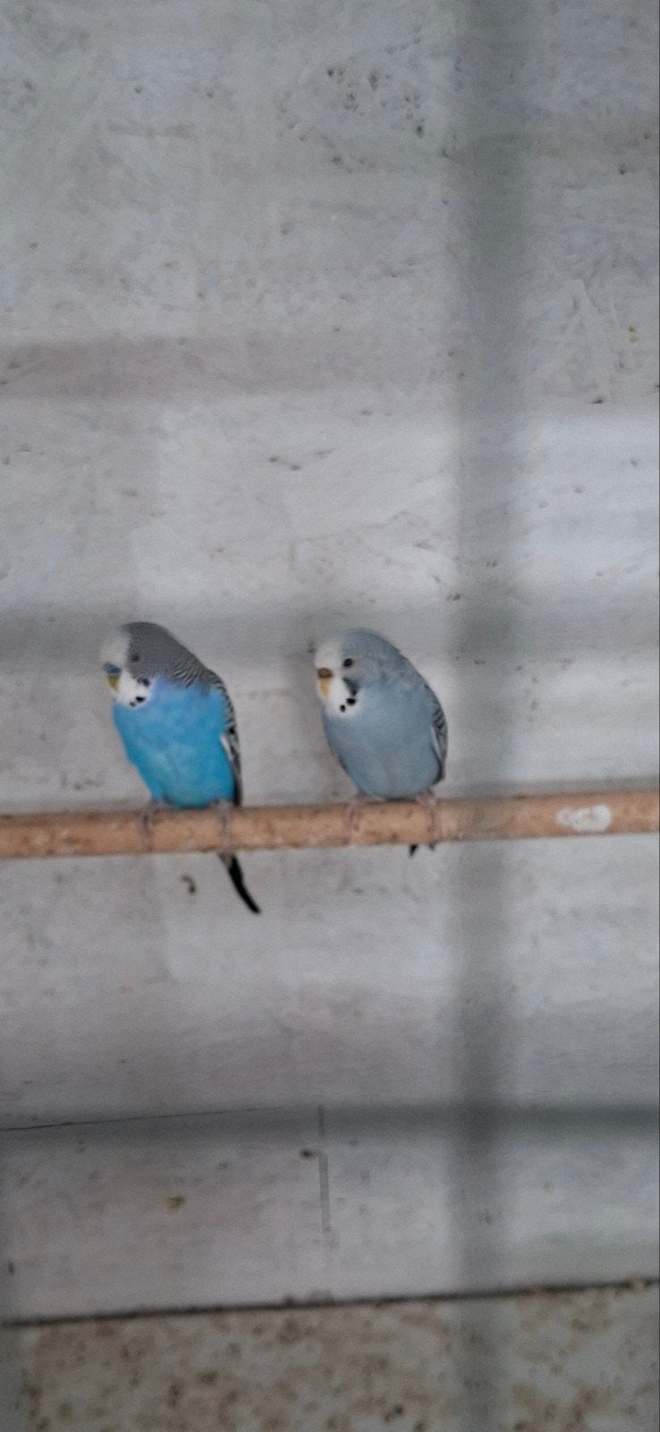 Te koop paartje grasparkieten  split voor blackface, Meerdere dieren, Parkiet