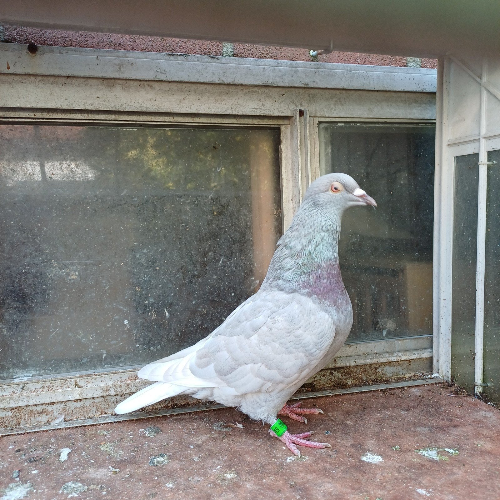 kleurduif duivin., Dieren en Toebehoren, Vrouwelijk