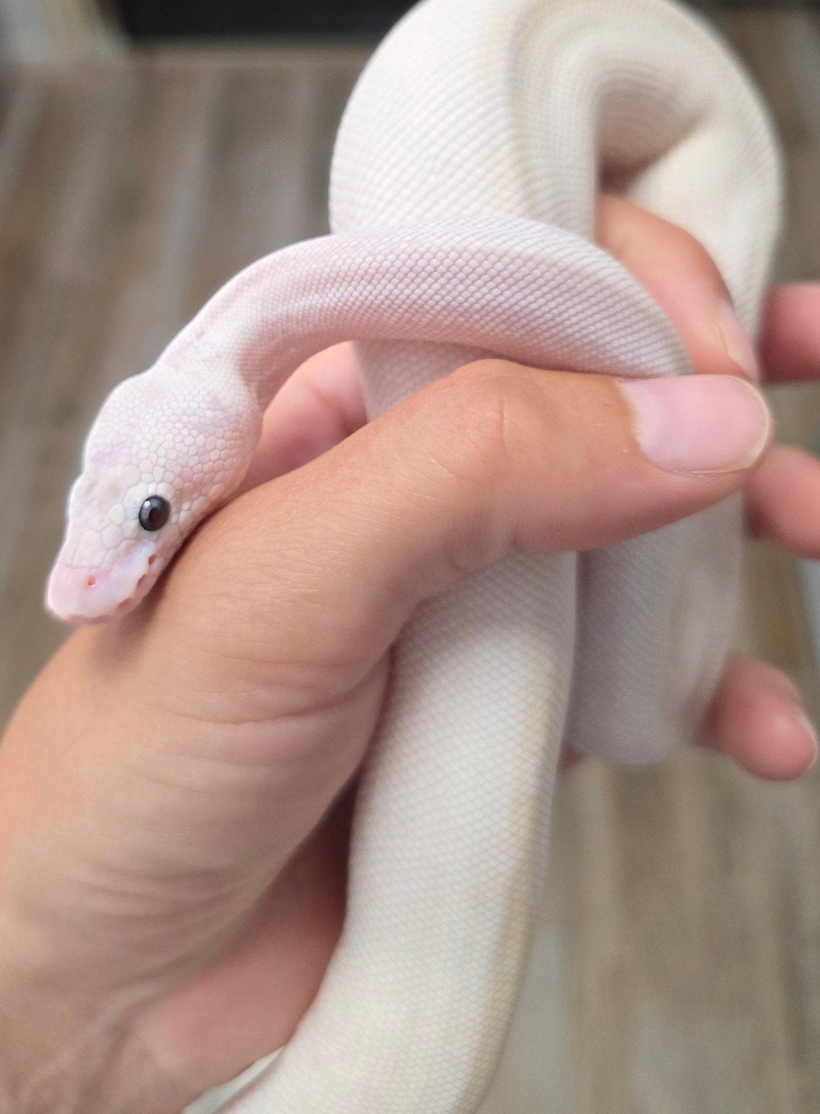 Bamboo Ivory of Bamboo Freeway️ Python regius/ballpython