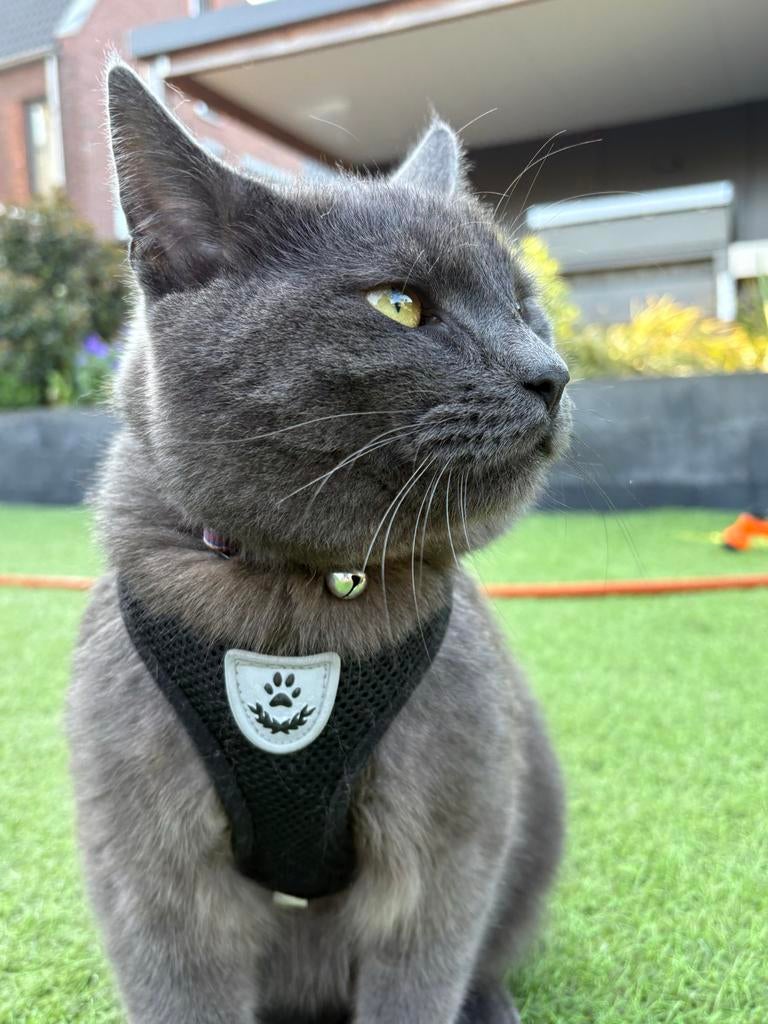Kuma en Neko, beertje en poes ivm ziekte over te nemen, Dieren en Toebehoren, 0 tot 2 jaar