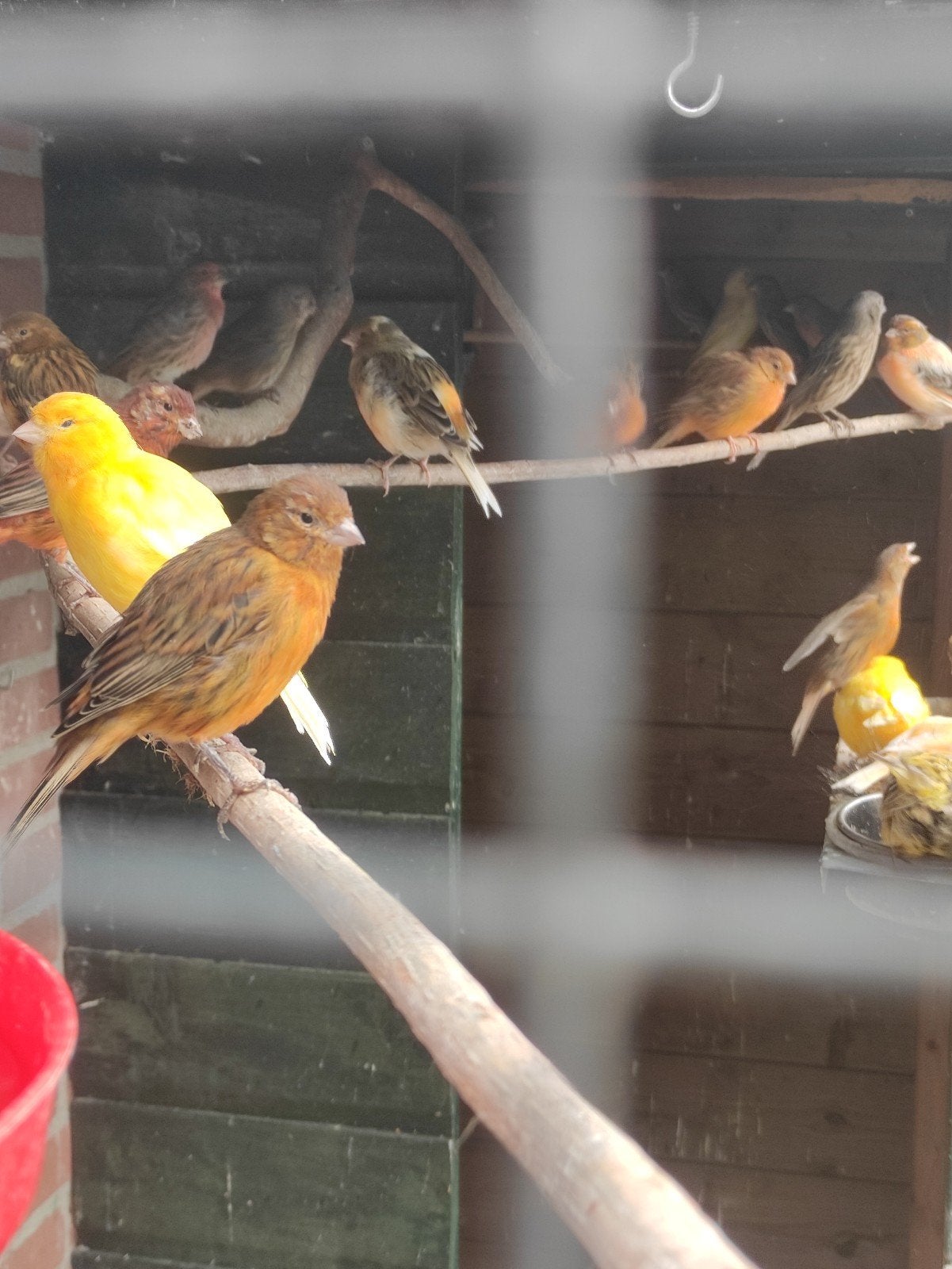 kanaries en Mexicaanse roodmussen, Dieren en Toebehoren, Meerdere dieren, Kleurkanarie