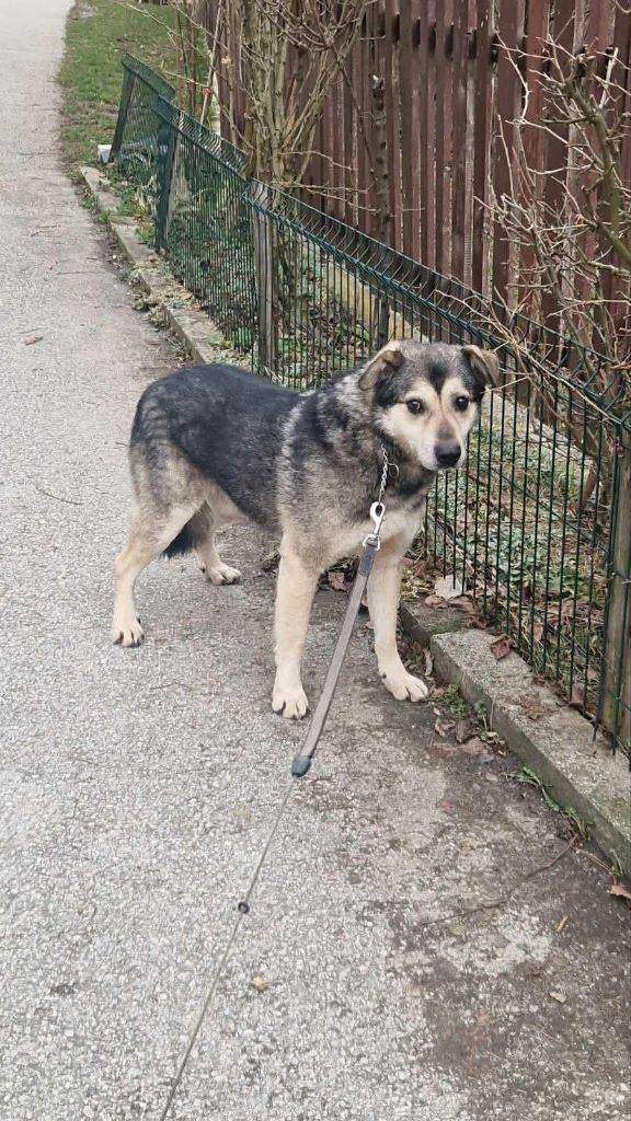  Tino – een zachte ziel die zijn wereld opnieuw .. , Dieren en Toebehoren, Honden | Niet-rashonden, 6 jaar of ouder, Particulier