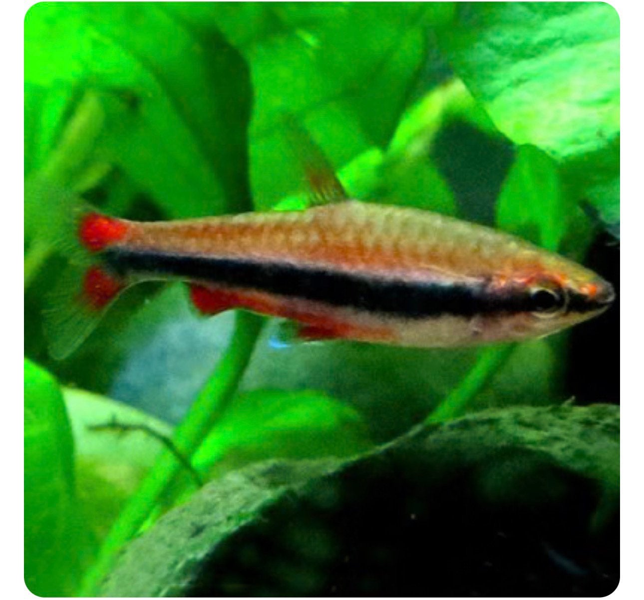 5 Nannostomus beckfordi potloodvis, Dieren en Toebehoren, Vis