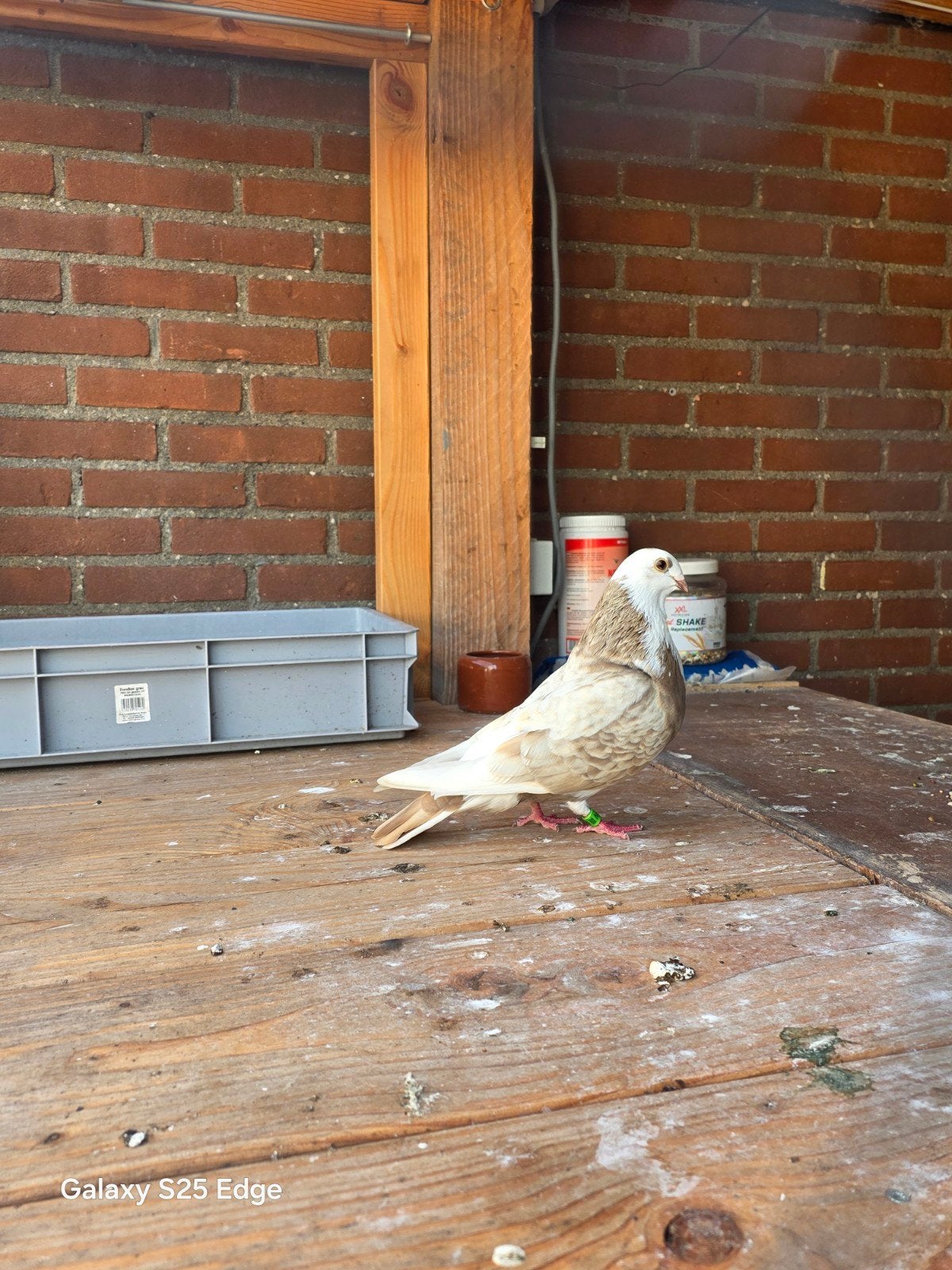 duif, Vrouwelijk, Kip