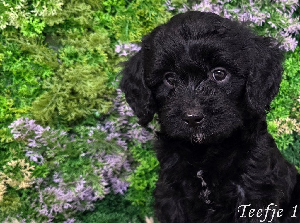 Cavapoo Pups, Parvo, Overige rassen, 8 tot 15 weken, Meerdere