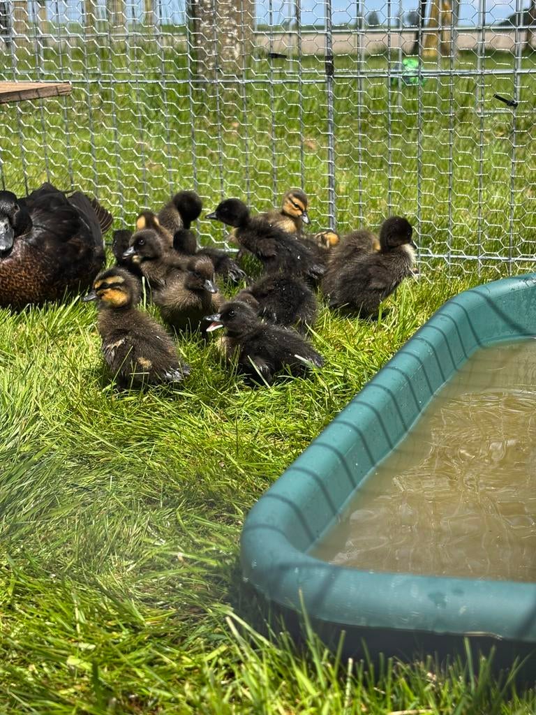 Jonge eendjes, geboren 8 mei, Dieren en Toebehoren, Pluimvee, Eend, Mannelijk