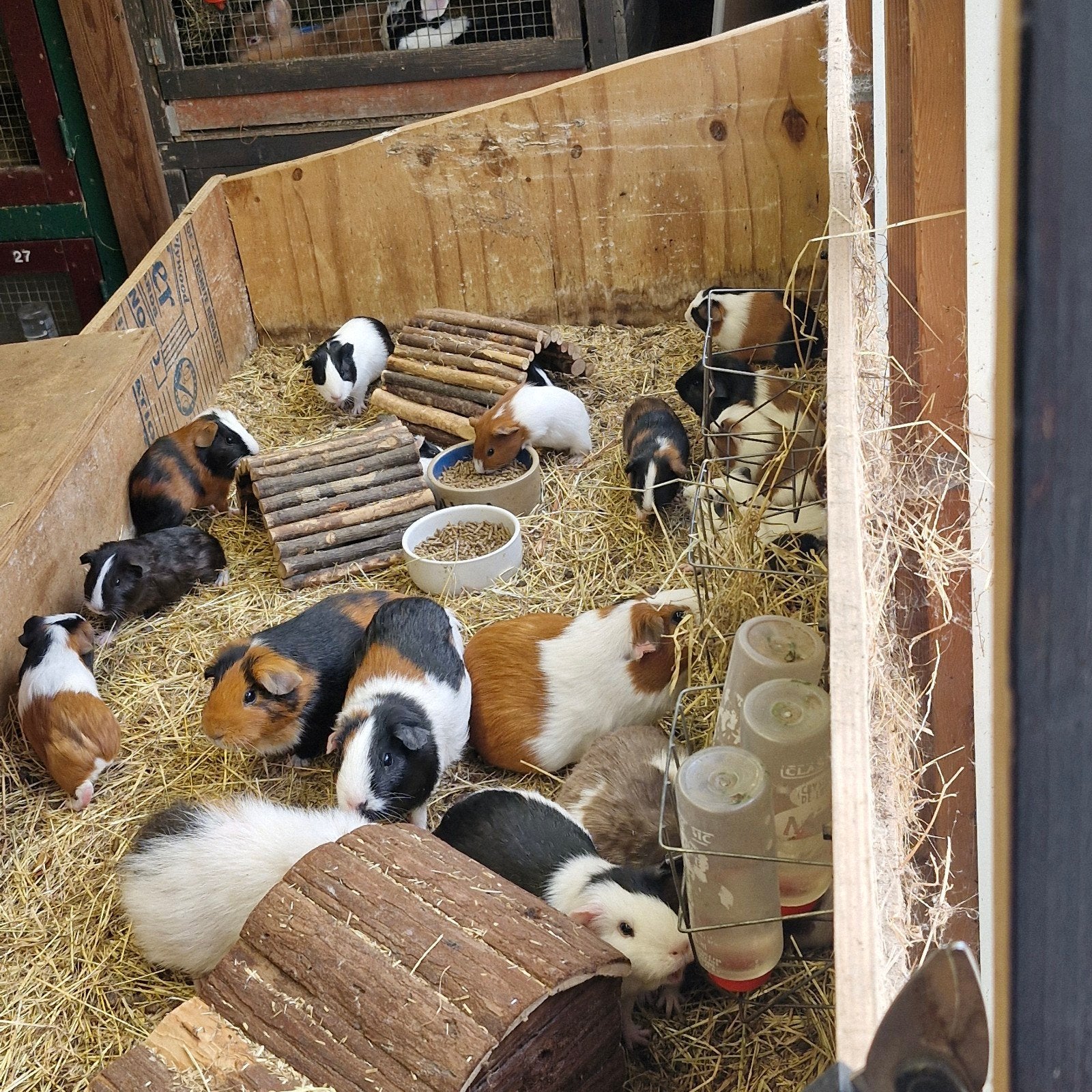 Jonge cavia's, Dieren en Toebehoren, Knaagdieren, April, Meerdere dieren, Cavia