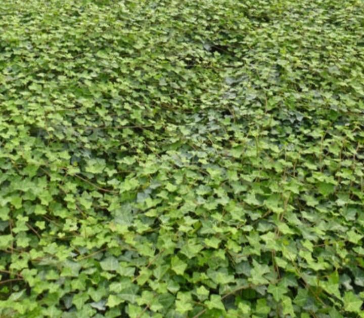 Klimop hedera, Ophalen of Verzenden, Bloeit niet, Klimplanten, Halfschaduw