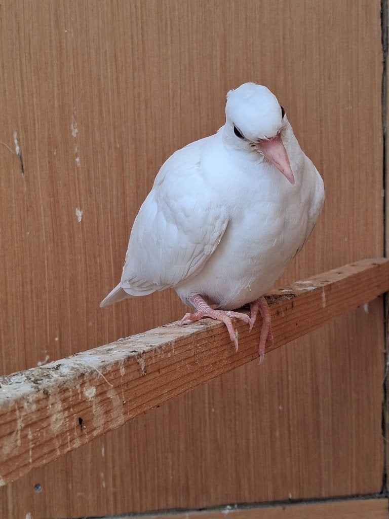 Witte tortelduif, Dieren en Toebehoren, Meerdere dieren, Tortelduif