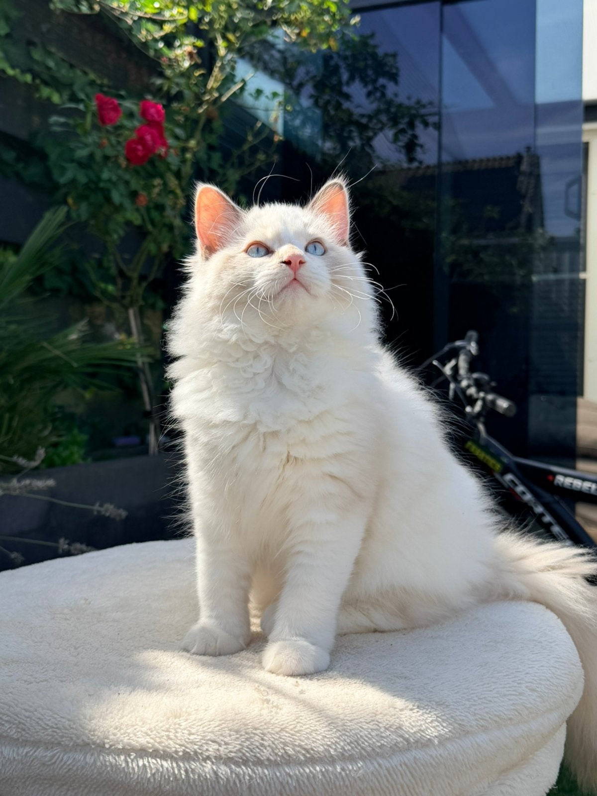 Ragdoll kitten knuffel poesje 🌸 | Tortie ragdoll 🧡, Poes