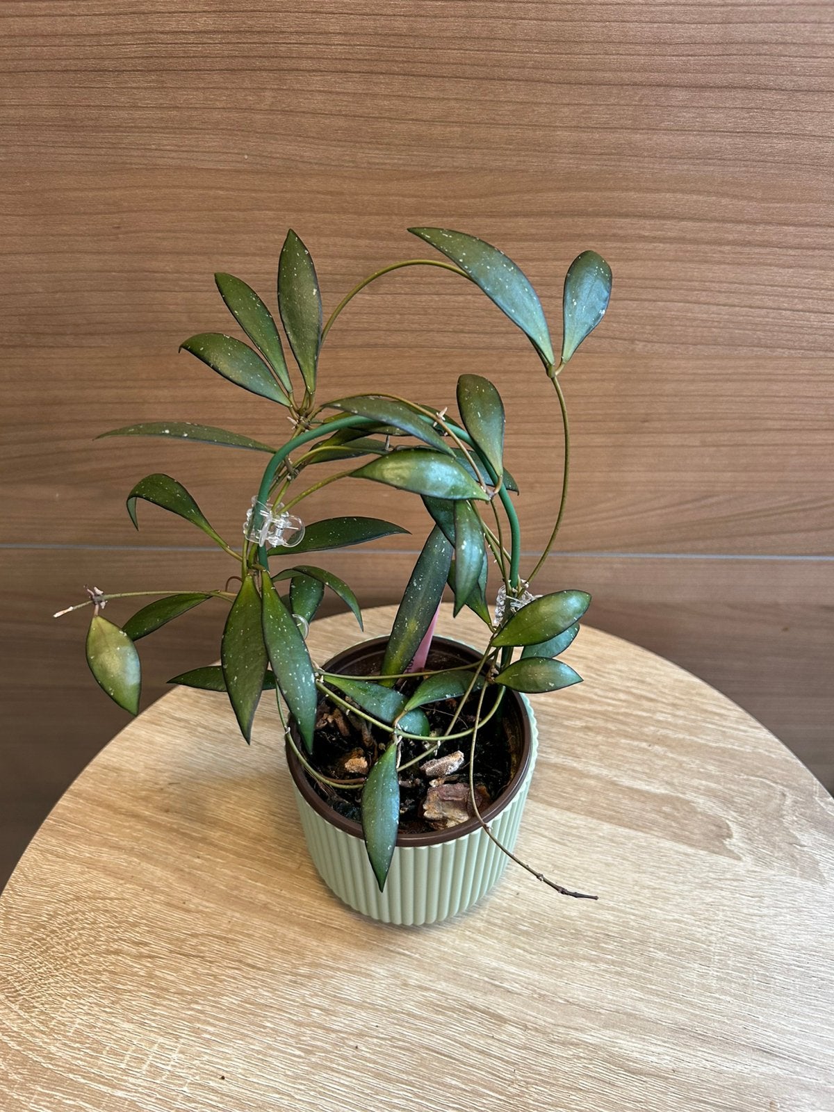 Hoya rosita, Huis en Inrichting, Kamerplanten, Ophalen of Verzenden, Halfschaduw, Minder dan 100 cm