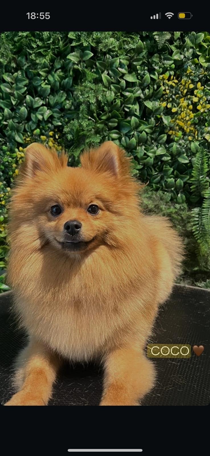 Lieve Pomeriaan Coco 2 jaar zoekt nieuw thuis, Dieren en Toebehoren, Reu, 1 tot 2 jaar, Eén hond, Klein