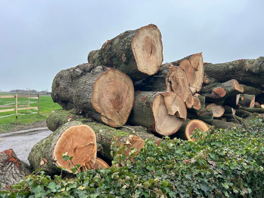 Beschikbaar: vracht Amerikaanse eik, het zwaardere hout, Tuin en Terras, Haardhout, 6 m³ of meer, Ophalen of Verzenden, Stammen