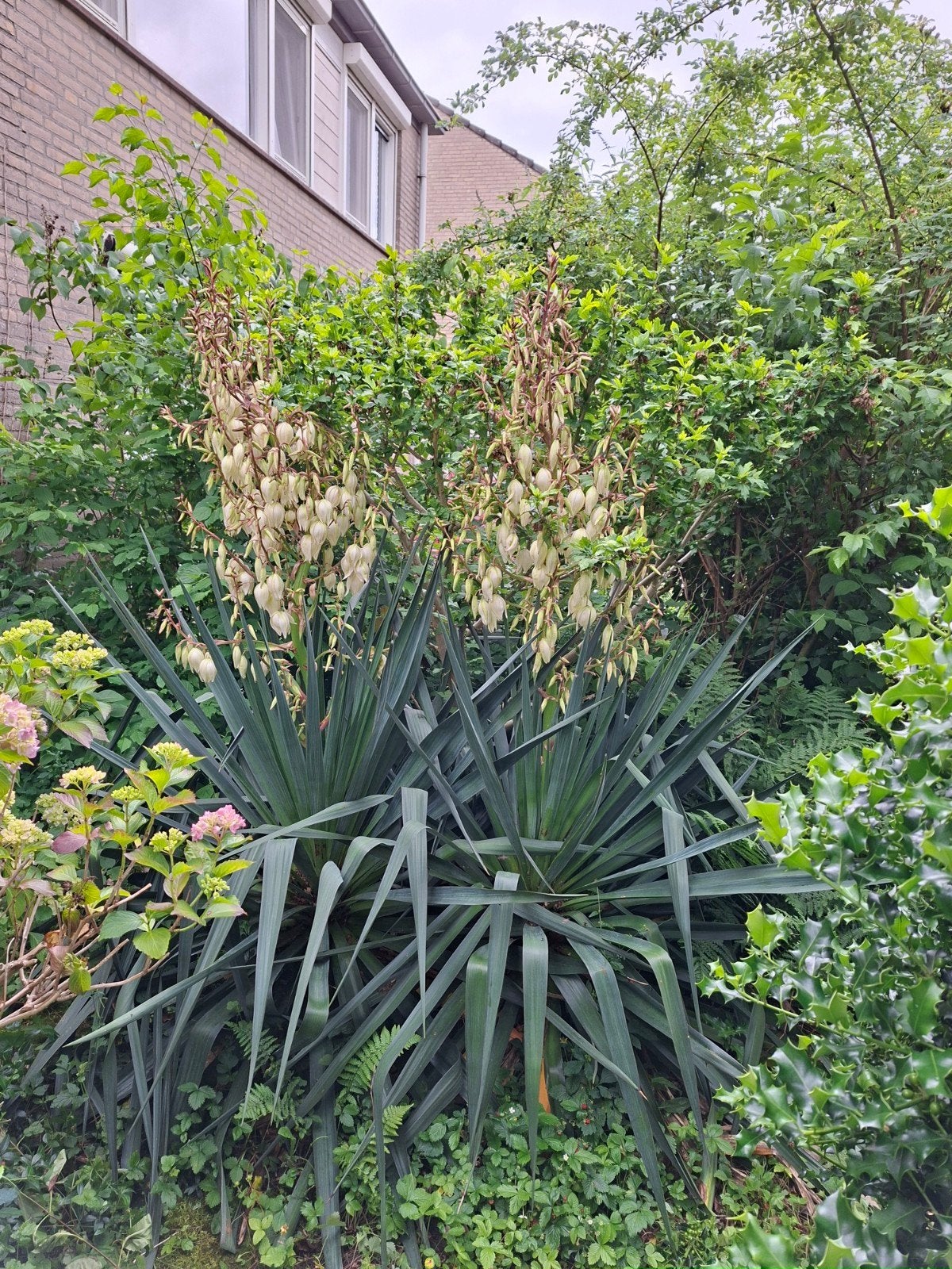 GRATIS!! 2 mooie Yuccas Yucca, Ophalen, Overige soorten, Volle zon