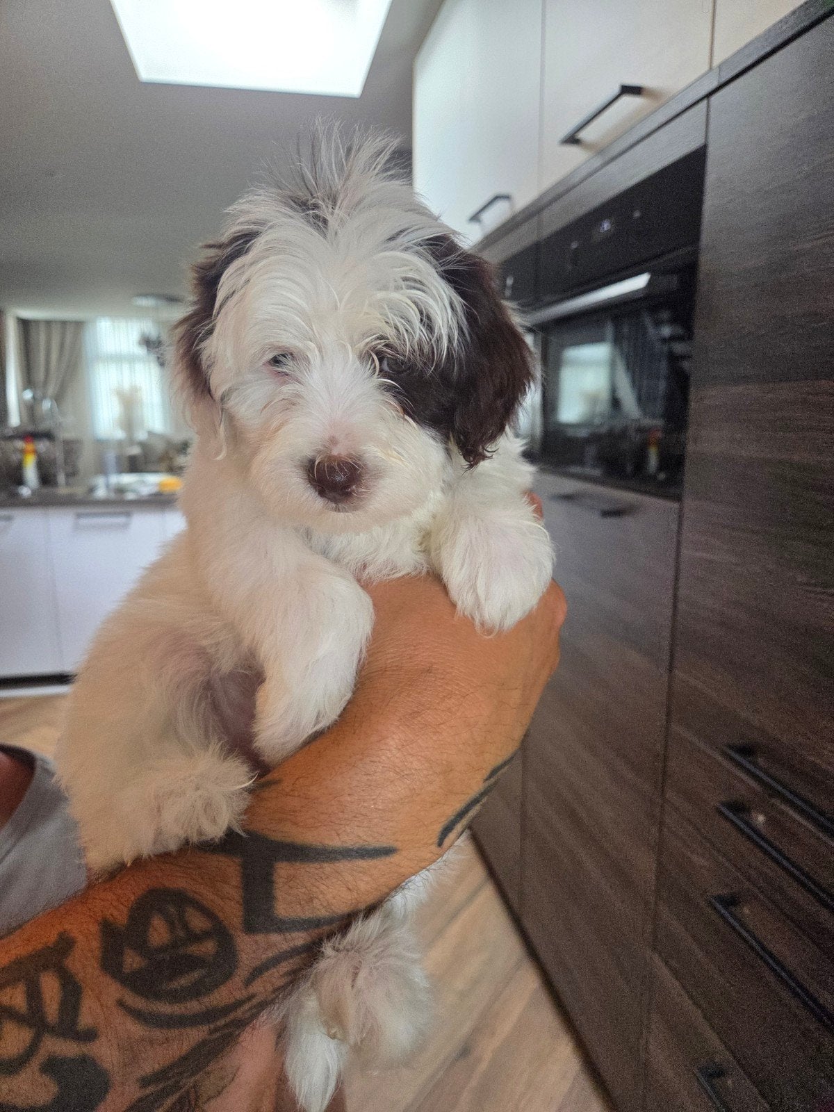 Pups te koop, Overige rassen, 8 tot 15 weken, Parvo, Meerdere