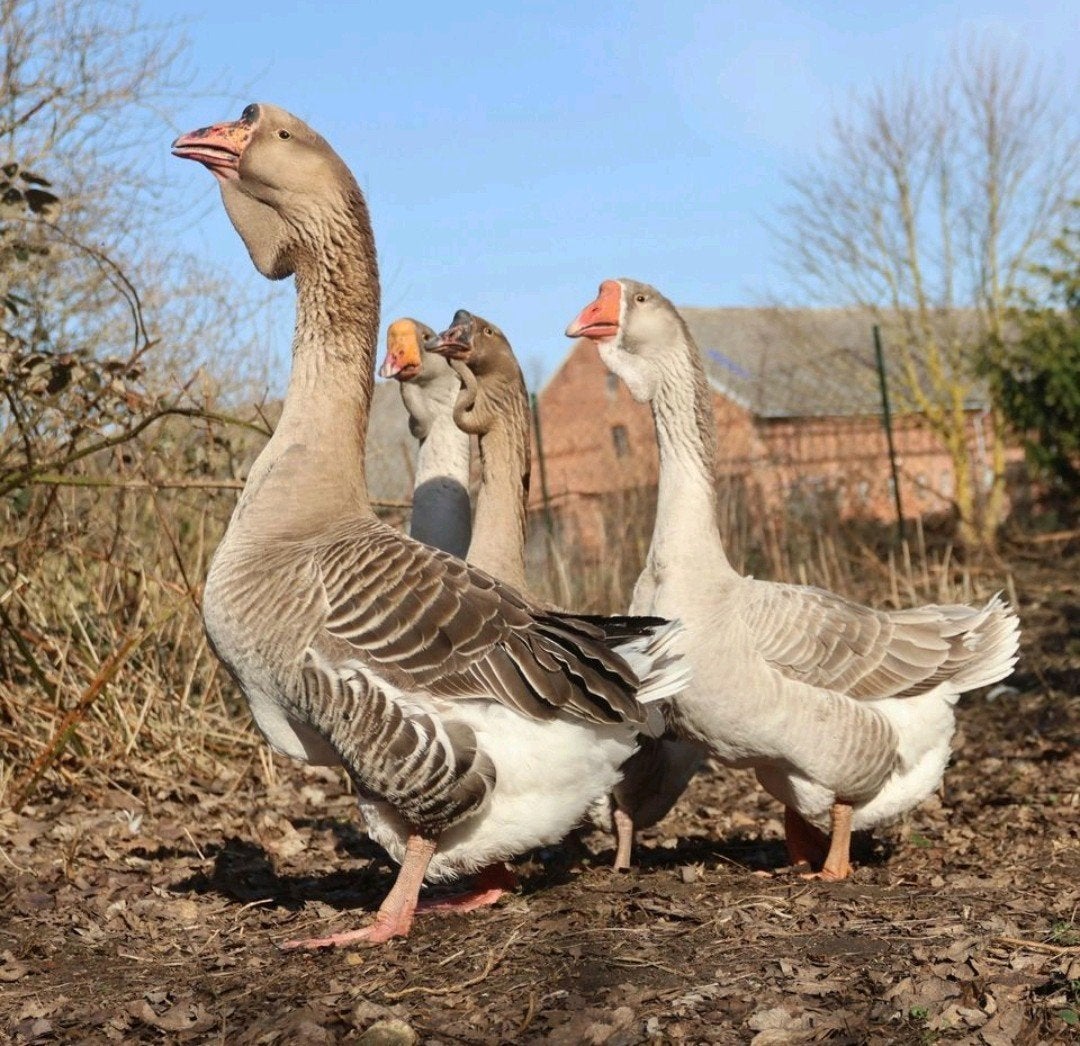 Cholmogory ganzen, Meerdere dieren, Gans of Zwaan