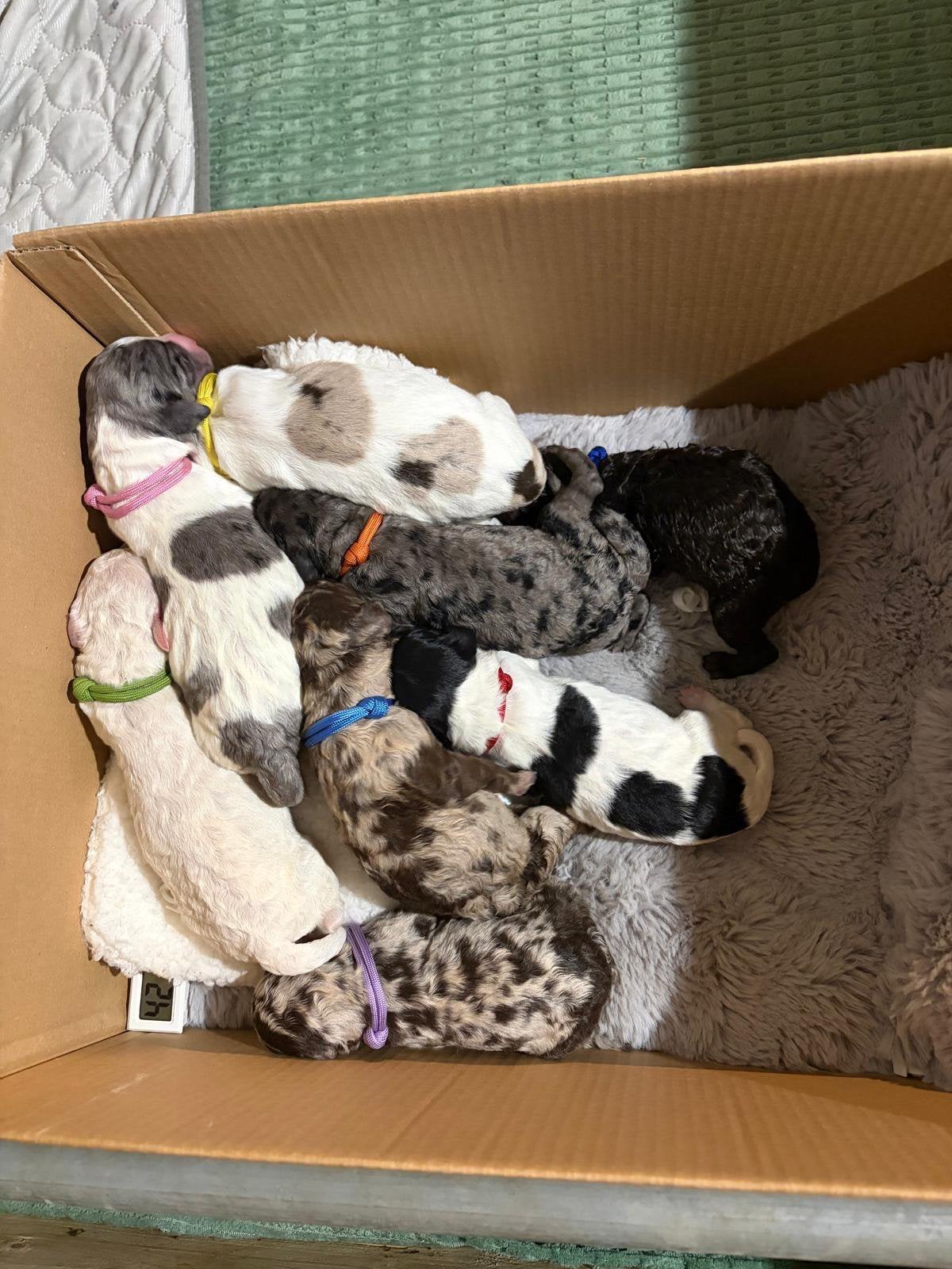Goldendoodle F1B pups, Parvo, Nederland, 8 tot 15 weken, Groot
