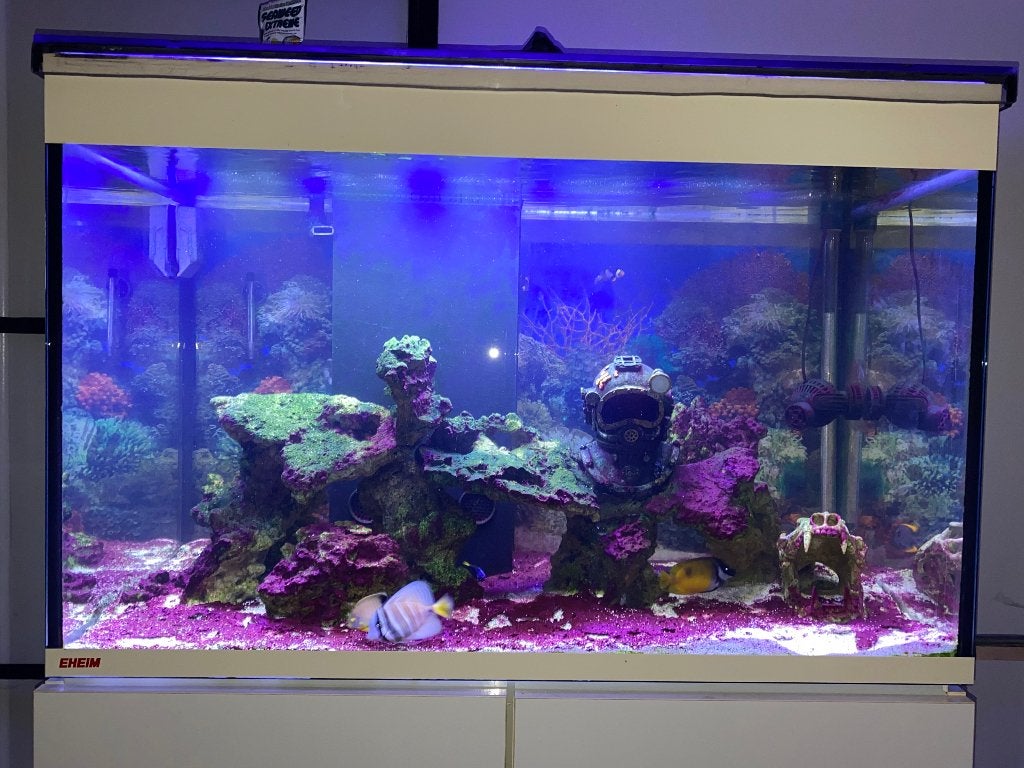 Levende stenen +/- 30kg aquarium, Vis