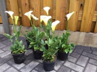 Aronskelk, Volle zon, Vaste plant, Lente, Ophalen