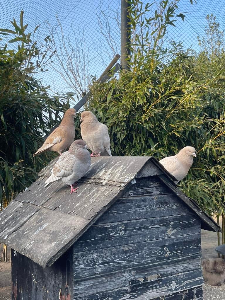 Kleurpostduiven in verschillende kleuren, Dieren en Toebehoren, Vogels | Duiven, Meerdere dieren