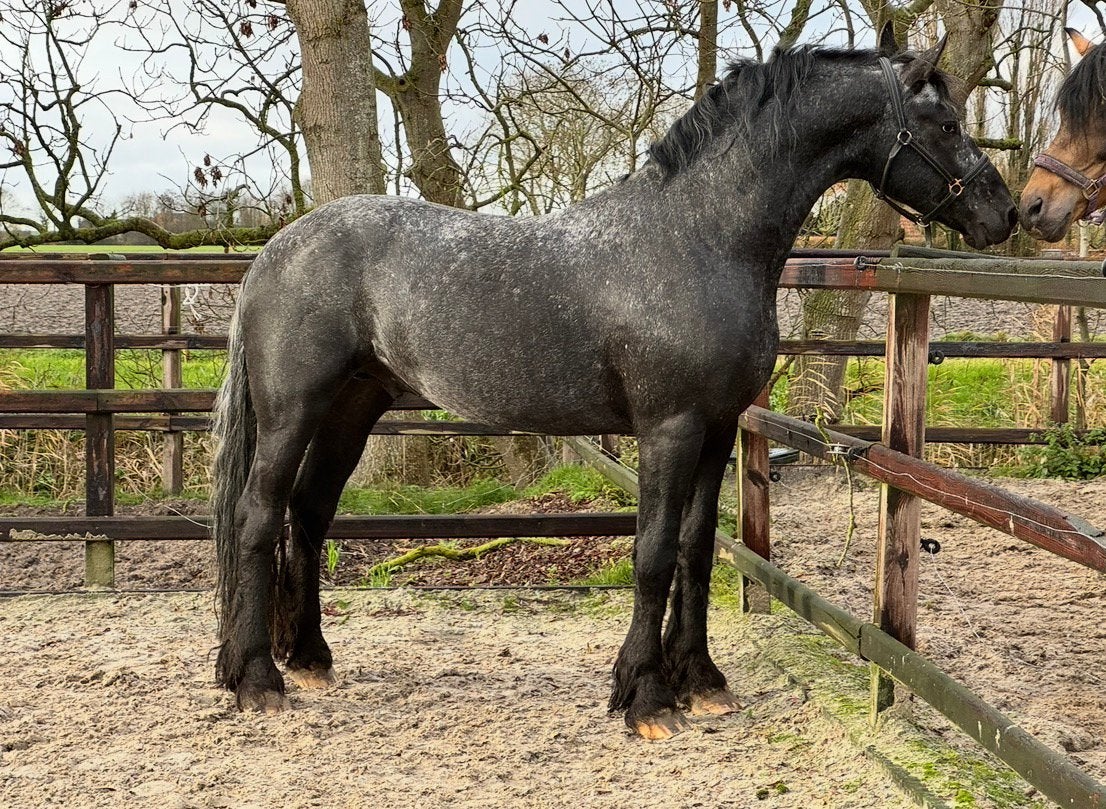 Schitterende stoere Hengst!!, Dieren en Toebehoren, Paarden, Dressuurpaard, 3 tot 6 jaar, 165 tot 170 cm, Ontwormd