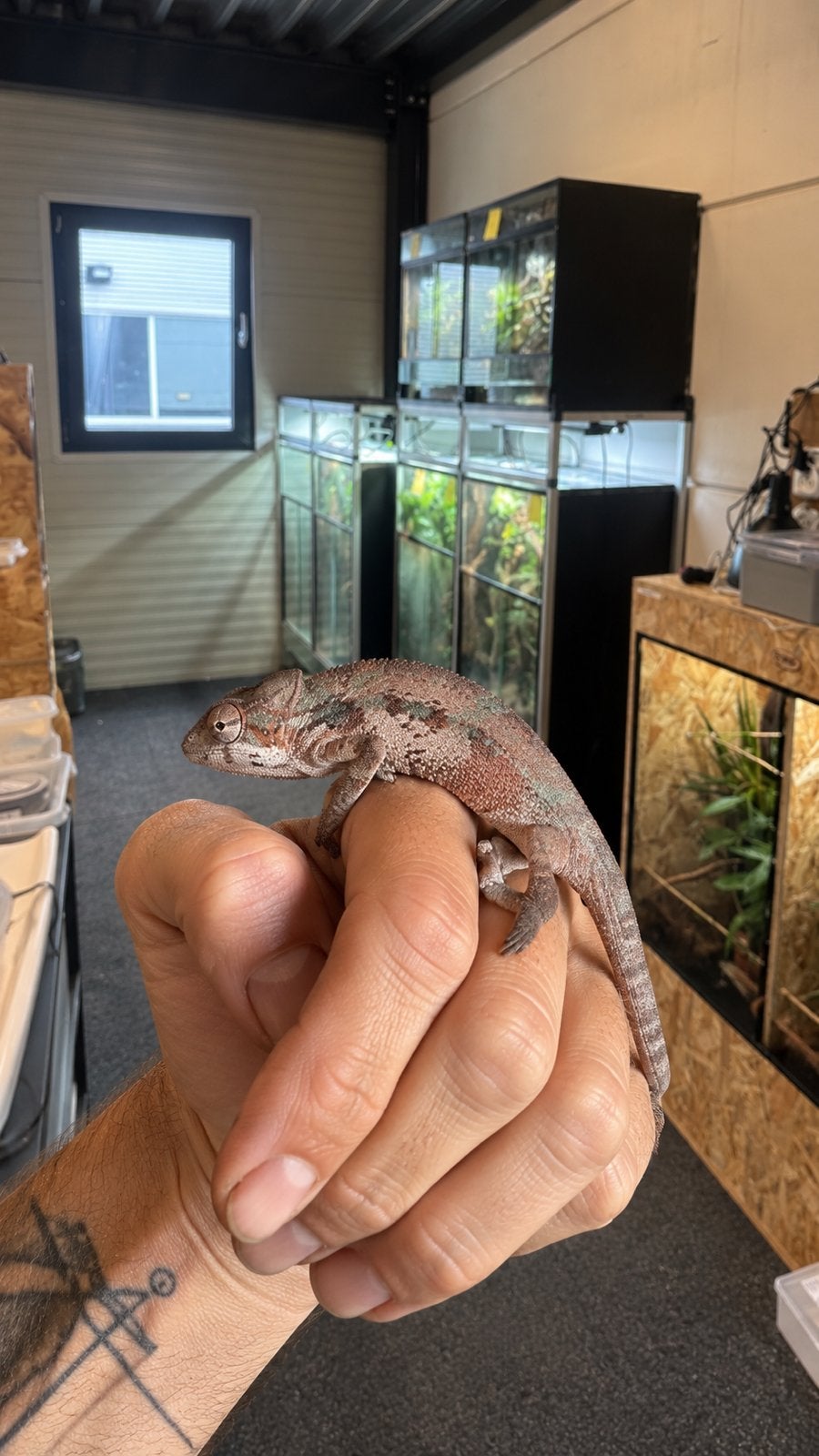 Fucifer pardalis panter kameleon nosy mitsio, Slang, 0 tot 2 jaar