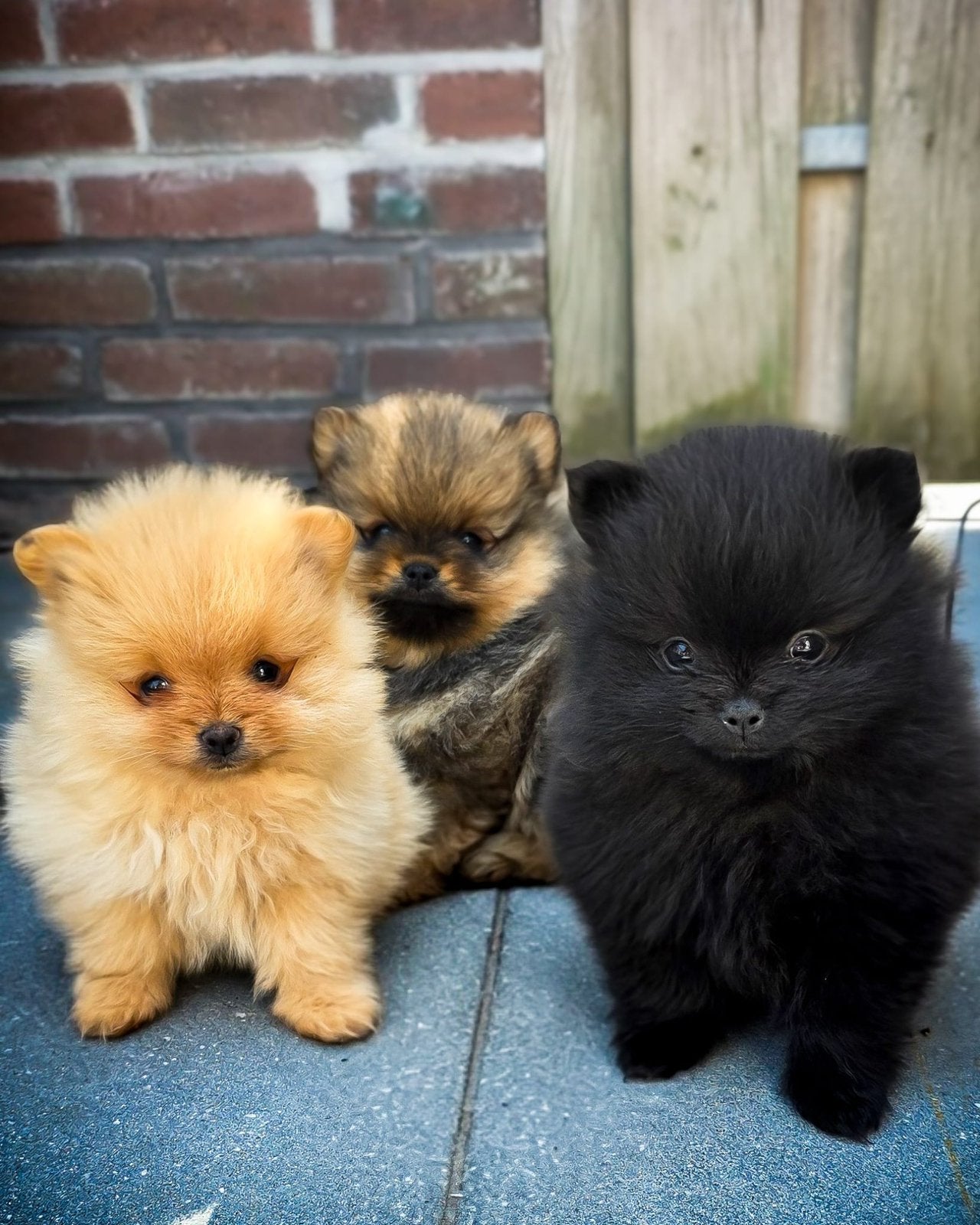 Mini Pomeriaan / Dwergkees Pups / bearface / mini kees, Parvo, Keeshond, 8 tot 15 weken, Meerdere