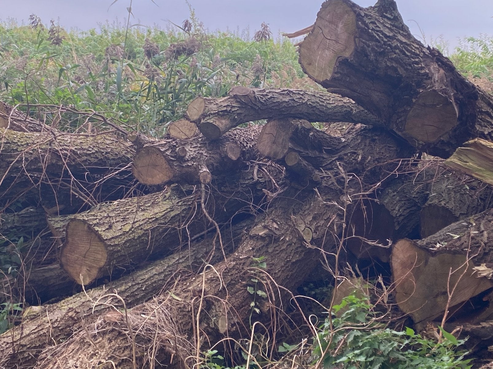 Haardhout zon en wind gedroogd voor komend stookseizoen, Tuin en Terras, 6 m³ of meer, Ophalen, Overige houtsoorten, Stammen