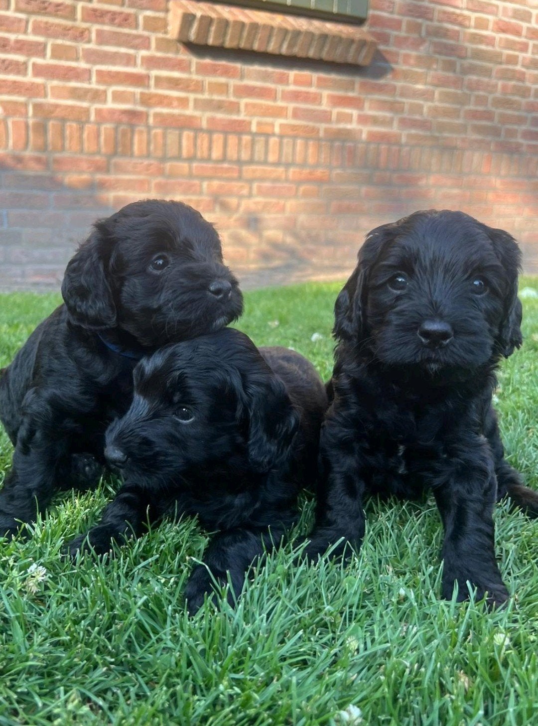Mooie en lieve Cockapoo x Australian Labradoodle puppy's, Overige rassen, 8 tot 15 weken, Meerdere, Meerdere dieren