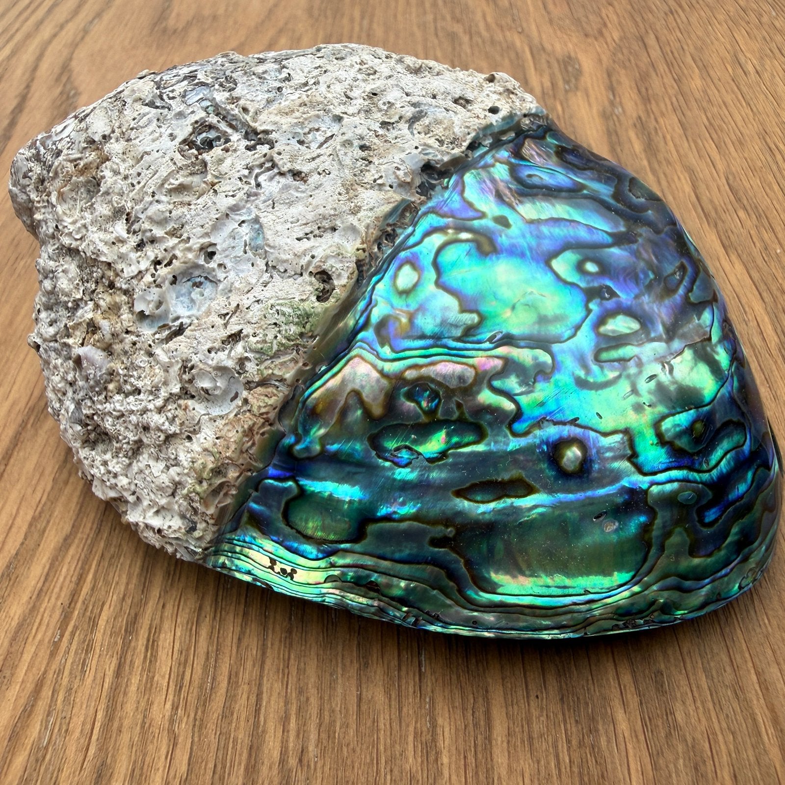 New Zealand Paua Shell – Haliotis Iris, Ophalen of Verzenden, Schelp(en)