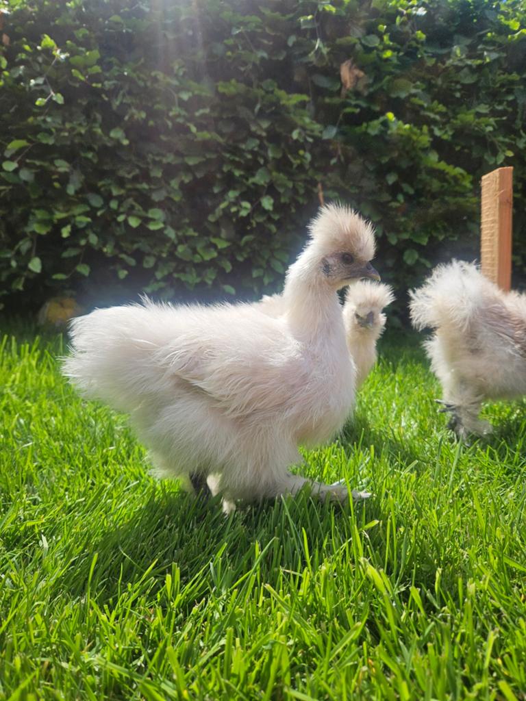 Zijdehoen kuikens (geslacht onbekend), Dieren en Toebehoren, Pluimvee, Geslacht onbekend, Kip