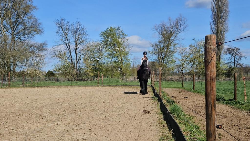 Bijrijdpony gezocht!, Dieren en Toebehoren, Ophalen of Verzenden, Nieuw