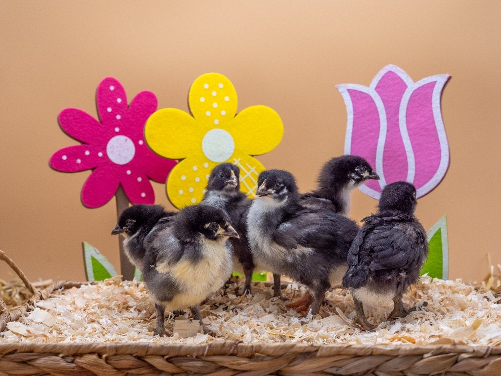 Jonge tamme Marans kuikens gesekst en ingeënt