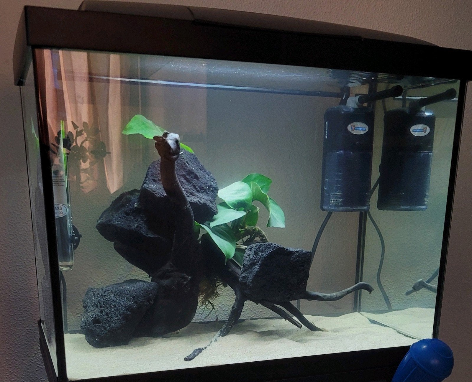 Superfish 50 aquarium incl. toebehoren, Vis, Zoetwatervis, Schoolvis