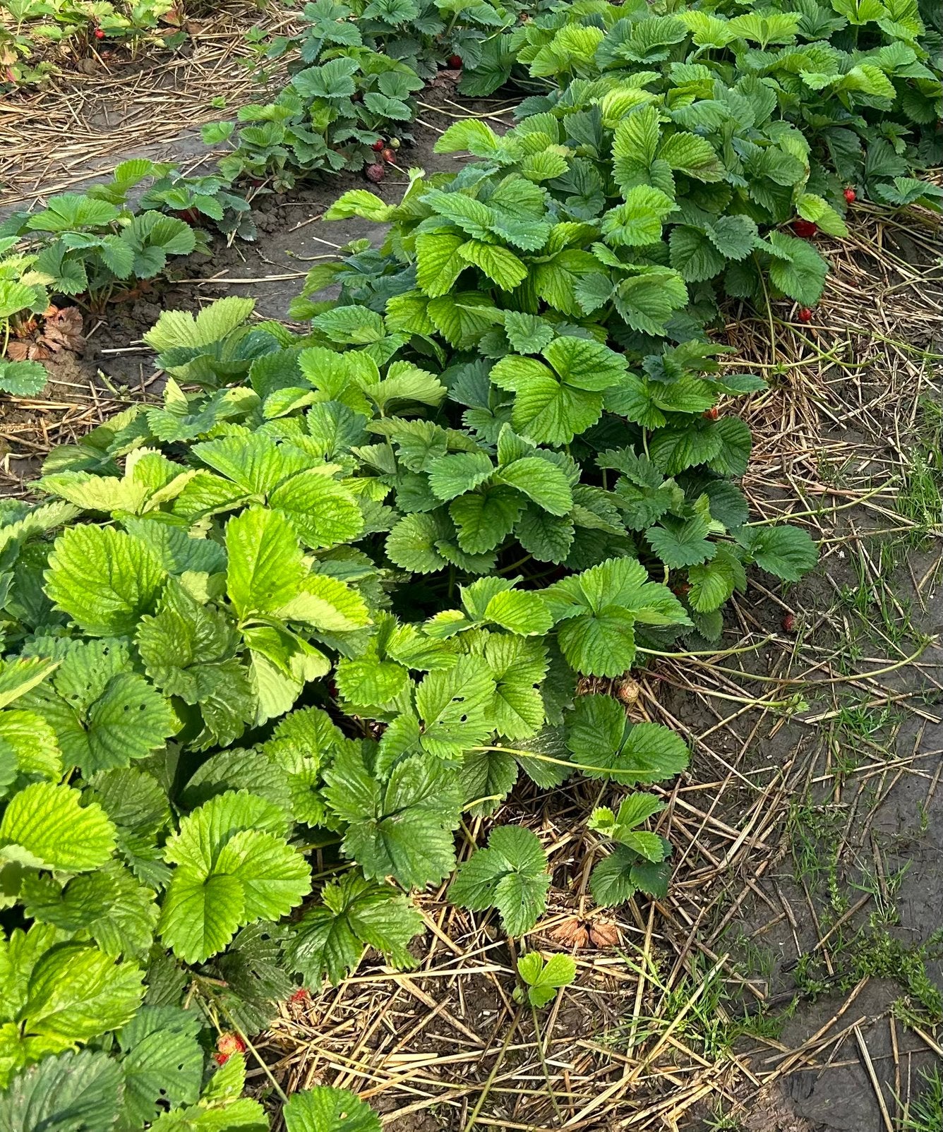 Aardbeiplanten ras maxim, Ophalen, Overige soorten