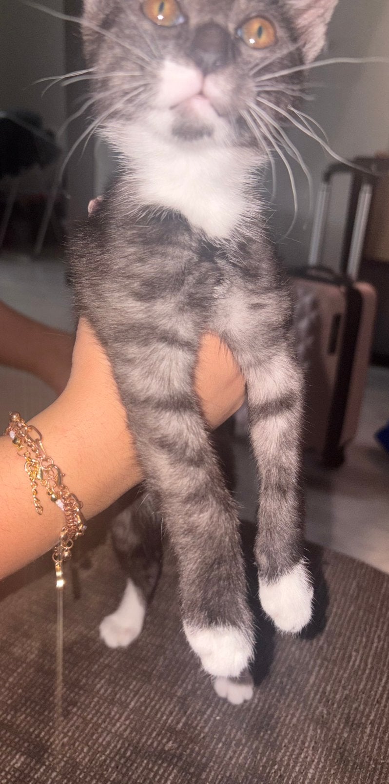 Kitten 15 weken X Egyptische Mau, Poes