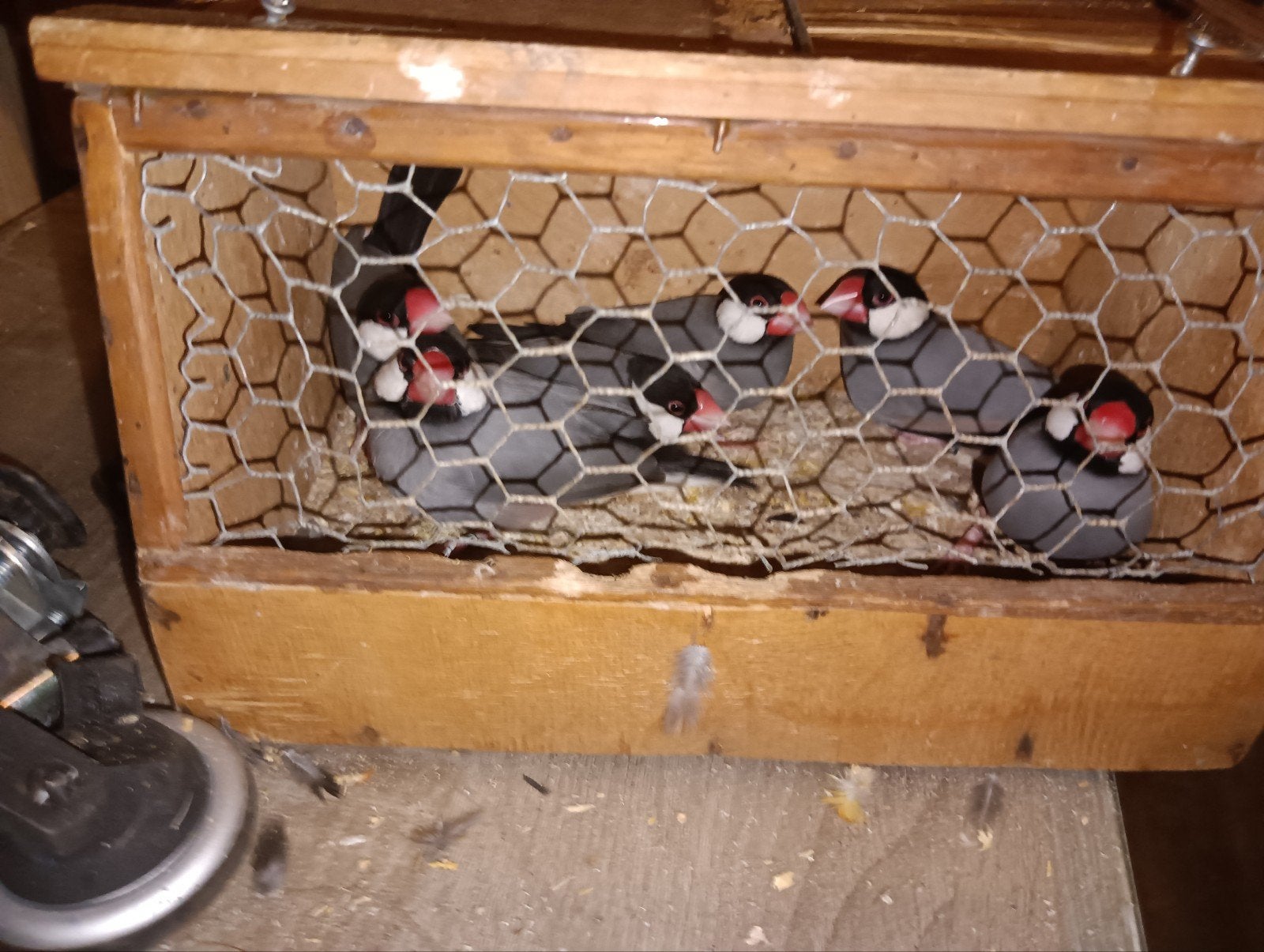 gevraagt rijstvogels en zebra vinken in buurt eindhoven lees