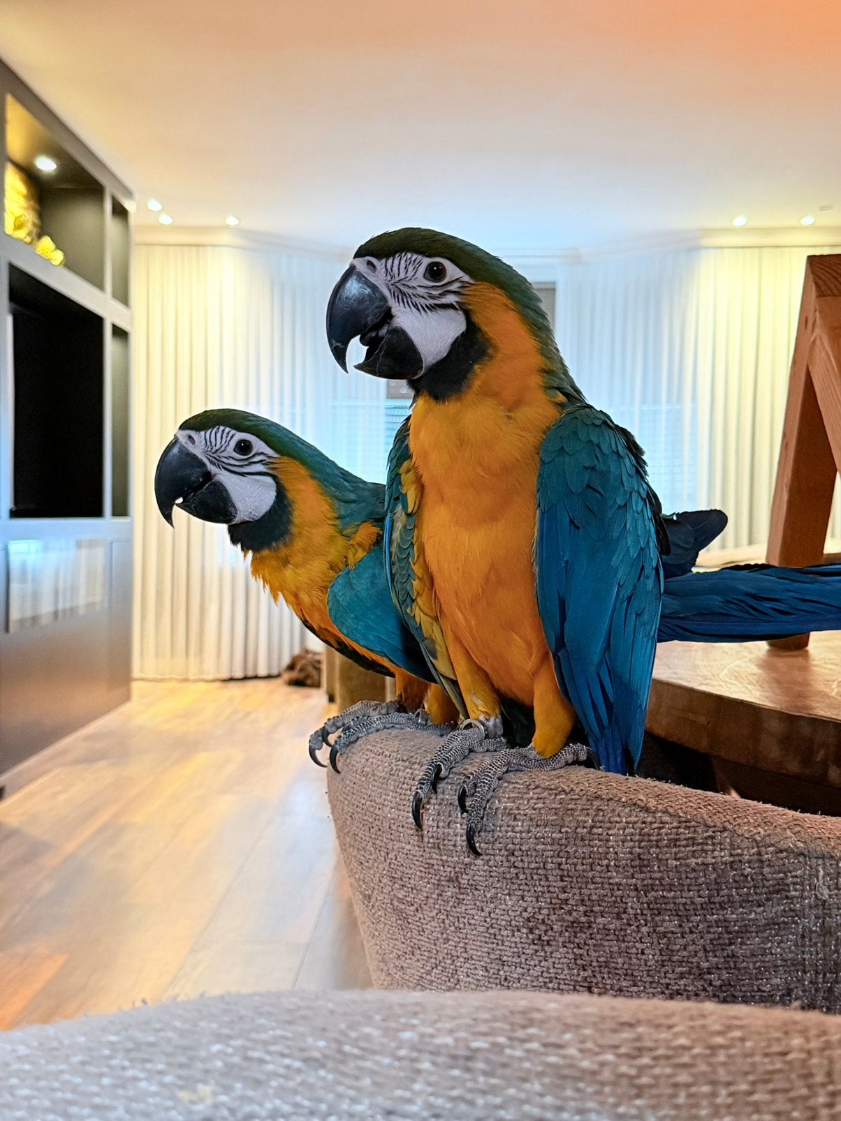 Blauw gele ara jongen, Vrouwelijk, Papegaai